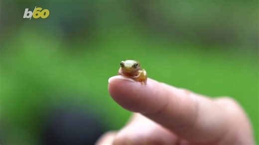 Why finding the world’s smallest frog took years of careful research