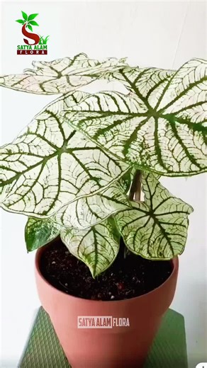 Keladi Tisu, Si Putih Elegan di Koleksi! #KeladiTisu #CaladiumTisu #KeladiVariegata #TanamanHias #TanamanEstetik