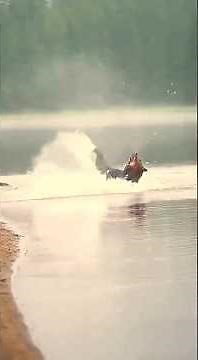 Moose Fights Back — A Brown Bear’s Attack Goes Wrong