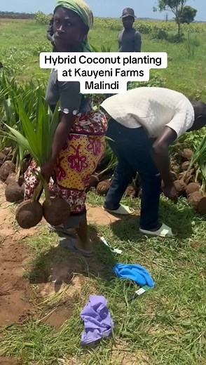 Hybrid Coconut Planting at Kauyeni Farms Malindi