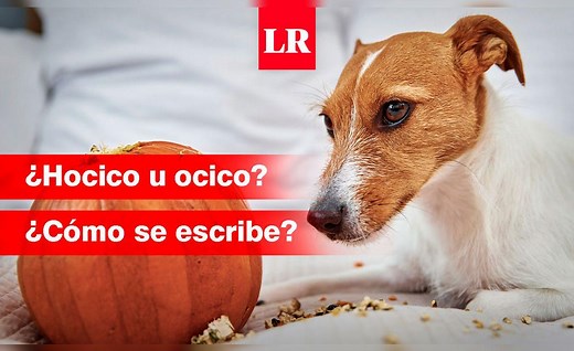 ¿‘Hocico’ u ‘ocico’? Conoce cómo se escribe esta palabra y qué significa