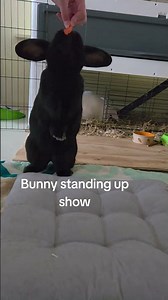 Bunny standing up show #bunny #funnyshorts #viral #rabbit #pets #shortvideo #shorts