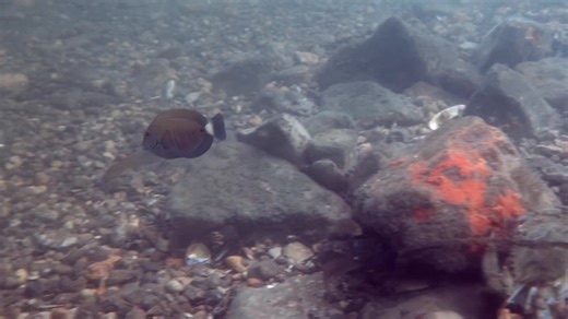 4.6K views · 122 reactions | Another tropical stray, the #doctorfish Doctorfish are a type of surgeonfish that is named for the sharp spine located on their caudal peduncle (the spot where the body meets the tail). That spine is as sharp as a surgeon’s scalpel. Hampton Bays, NY | Fish Guy Photos | Facebook