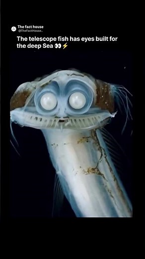 👀 The Telescope Fish’s Crazy Eyes!