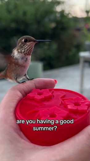 Summer Fun with Baby Hummingbirds at Home! 🌞🐦