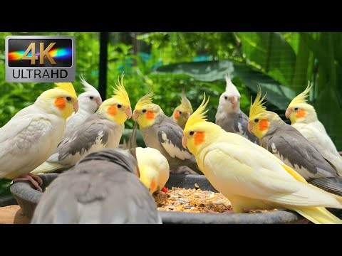 What are cockatiel talking about? It's like funny stories sound. Cockatiel singing and talking 3 hrs