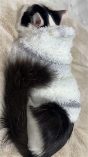 【ひじきのお昼寝シリーズ🐈】#むぎほ #ひーくん #子猫 #保護猫