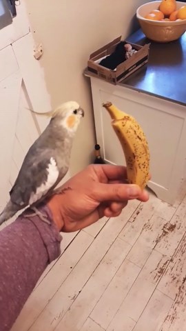Parakeet Singing To Banana