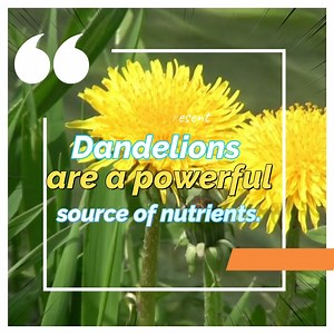 4K views · 204 reactions | Dandelions are a powerful source of nutrients. | All about health and nutrition | Facebook