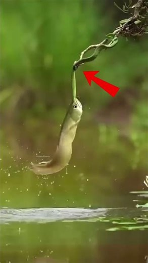 Fish vs Snake Mid-Air Fight 🙀