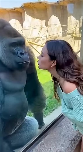 Funny Gorilla Moments at the Zoo
