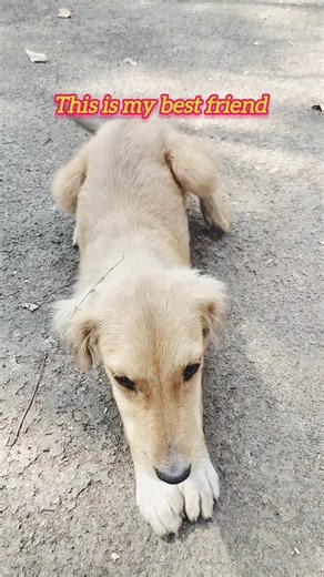 “This Is Not Just a Dog… This Is My Best Friend ❤️🐶 #shorts” #puppy #pets