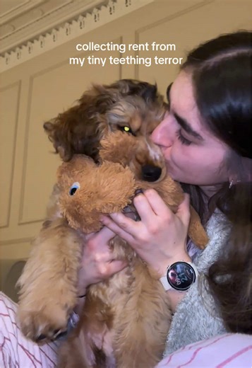 Cocker Spaniel Puppy with Floppy Legs