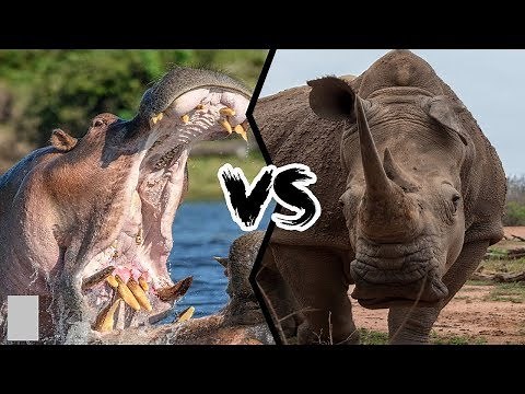 RHINO VS HIPPO!! FIRST EVER RECORDED BATTLE IN HISTORY!! WATCH TO FIND OUT WHO WINS!!