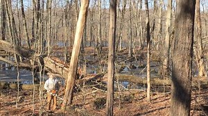 1.4K views · 33 reactions | In this February 25, 2018 video my supplier Mike fells two standing dead trees in our woods in under 3 minutes. PLEASE be sure to FOLLOW/LIKE page and SHARE if you enjoyed video. | Joe's Premium Firewood | Facebook