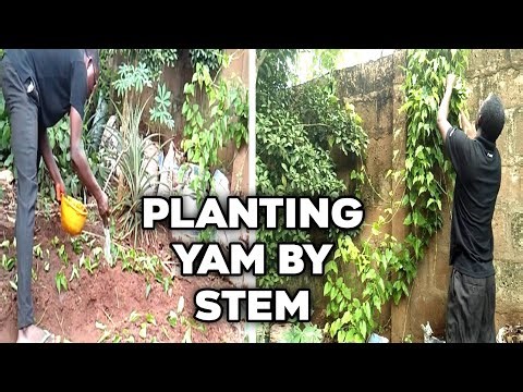 How to Plant Yam by Stem Cutting | Step-by-Step Guide for High Yield