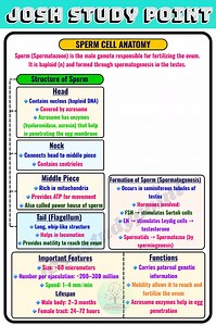 Sperm cell anatomy made easy! Head, mid-piece and tail explained for quick revision." #SpermCell #ReproductiveSystem #BiologyNotes #StudyNotes #ScienceNotes #ExamPrep | Josh Study point