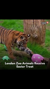 Endangered Sumatran tigers, meerkats and squirrel monkeys joined in the Easter ‘egg-citement’ activities at the ZSL London Zoo on April 5. Footage released by London zoo shows the animals foraging and hunting for eggs, just like children enjoying the conservation zoo’s egg hunt. London Zoo Manager Dan Simmonds said in a statement: “While our visitors are busy on the Zoo-normous Egg Hunt - following a trail of egg-laying animal-themed clues to find the Golden Egg - zookeepers have stepped into th
