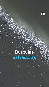 La empresa emergente "Great Bubble Barrier" de los Países Bajos está revolucionando la limpieza de los ríos y mares. Su innovador sistema bajo el muelle de Westerdok en Ámsterdam atrapa plásticos con burbujas de aire sin impactar la vida de los peces. Una solución creativa para un problema urgente. #DWmagacines #dwenvironment DW Environment #MedioAmbiente, #GreatBubbleBarriers #BasurasMarinas #sinplástico | DW Español