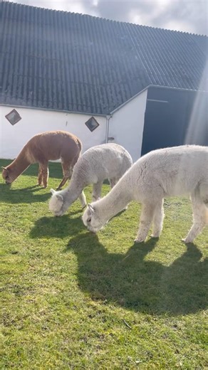 Alpakas eating #alpaca #ilovedenmark #farmlife #denmark
