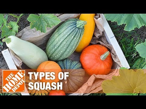 Types of Squash