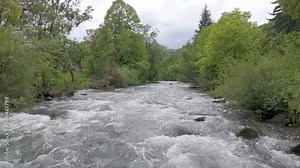 A Video capturing the current of a raging mountain river in spring surrounded by lush green trees