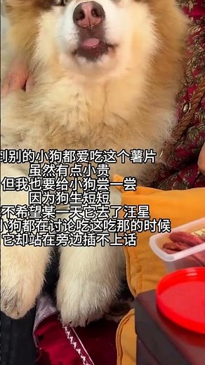 Watch This Hungry Village Dog Go Crazy Over a Homemade Meal – Tail Wagging Like Crazy!