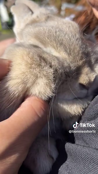 Bunny Care Tips for Happy Pet Rabbits