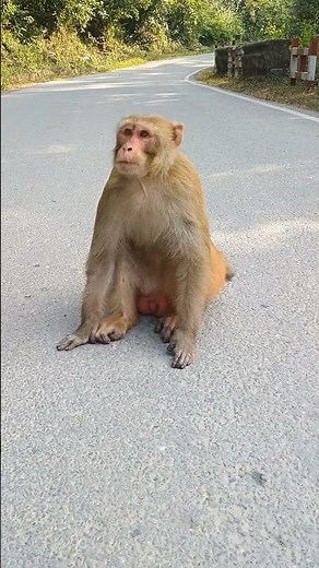 बंदर पंजाब दा #bandar #monkey