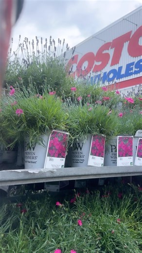 55K views · 83 reactions | Garden season is here! Costco Garden Centres have everything you need to get started.  Link in bio for more info! *** La saison du jardinage est arrivée! Les Centres du jardin de Costco ont tout ce dont vous avez besoin pour commencer.  Lien dans la bio pour en savoir plus! | Costco Wholesale Canada | Facebook