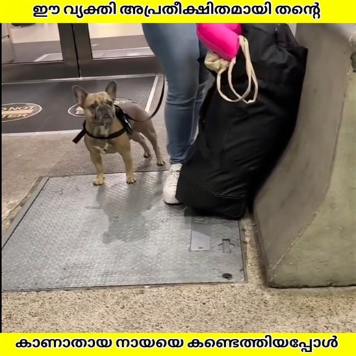 കാണാതായ തന്റെ നായയെ അപ്രതീക്ഷിതമായി കണ്ടെത്തിയപ്പോൾ | Ashik Uncovered | #shorts