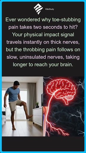 Toe Stub Pain Delay | Why Stubbing Your Toe Hurts Later
