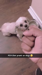 Diet prank on dogs🐶🐶🤣🥰#dog#funny#funnyanimals#funnypets#animals #dogs | Pet's Store