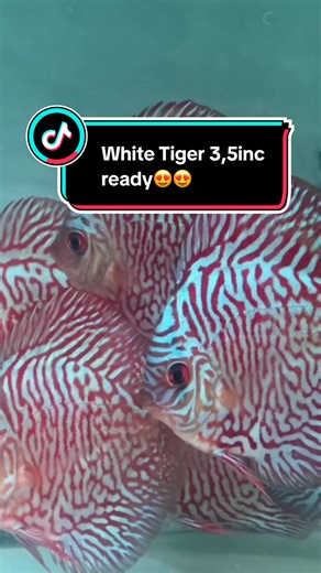 Discus White tiger 3,5inc available #discus #ikanhias #discusinternational #discuscantik #richiefarmofficial