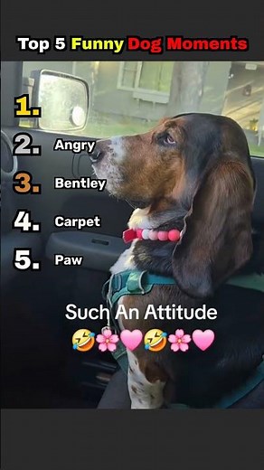 Funniest Dogs On The Internet Right Now #dogs #hilarious #shorts