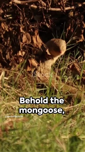 Crazy Mongoose Facts 🔥🦦 #WildlifeWonders #deadly #viral #fyp #animals