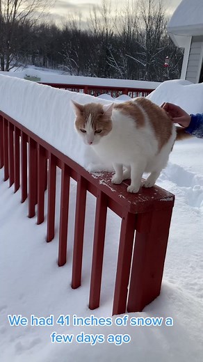 Funny Cat Fails in Snow - Hilarious Cat Videos Compilation