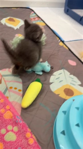 This is Omelet! He’s going to be Cookie Doug’s new best friend, she just doesn’t know it yet. I haven’t been able to properly introduce them because he’s been struggling with butt demons, so he’s been confined to the bathroom for the last 24 hours. He’s also what I like to call a “dirty weaner” (heh heh) which has led to some issues at his other end, too. As you can probably see, Omelet is missing a lot of the fur across his nose. That’s because he’s a VERY passionate eater who buries his whole 