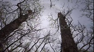 Rotation on the tops of the Alligator juniper trees then tilt-down the trunk of a large tree.