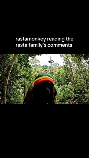 RastaMonkey: Vlog with Monkey Love and Chill Vibes