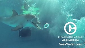 88K views · 1.4K reactions | Rescued dolphin, Hope seems to REALLY...