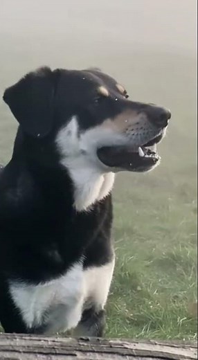 🔊 Dogs Barking Sounds for Training, Relaxation, or Fun! 🐶