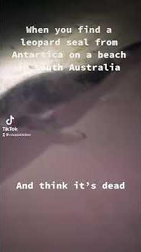 Man nearly gets bitten by rare leopard seal in Australia (subscribe)