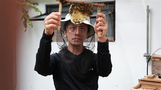 Stung 'over 1,000 times', yet this beekeeper will not give up on rescuing bees