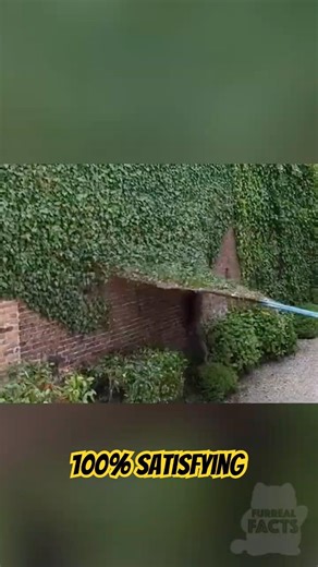 How 10 Years of Ivy is Removed in 8 Minutes