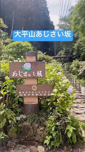 大平山あじさい坂#あじさい #大平山 #とちぎあじさいまつり