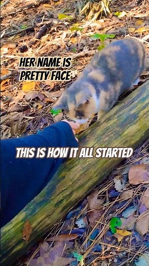 Individual Attention!💗Beautiful Calico Cat #shorts