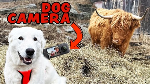 Farm Dog Filmed This Entire Video