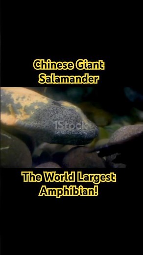 Chinese Giant Salamander: The World’s Largest Amphibian! 🦎
