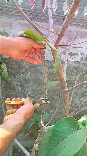 Fig Plant Growing from Cuttings | Fast & Easy Propagation